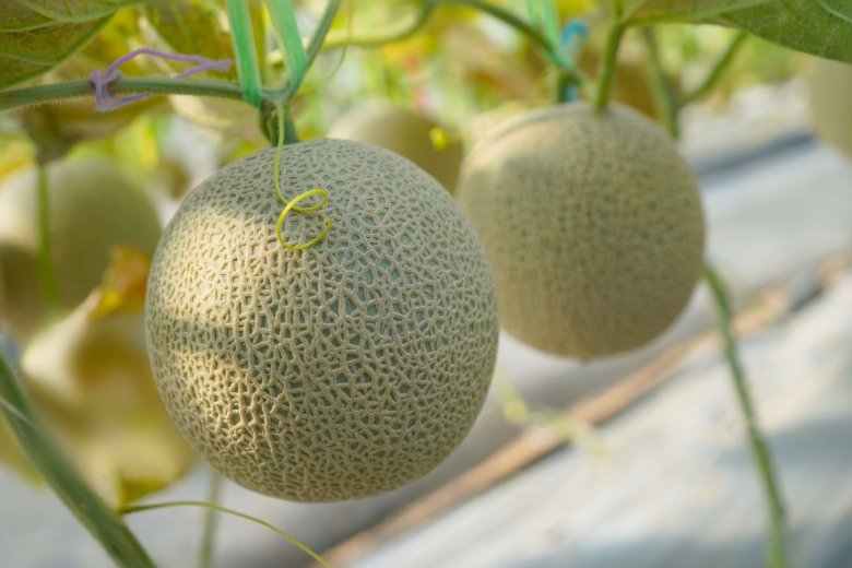 ส่องนวัตกรรมและเทคโนโลยีเพื่อการเกษตร ในงานเจียไต๋แฟร์ 2025