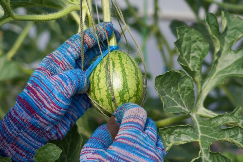 ส่องนวัตกรรมและเทคโนโลยีเพื่อการเกษตร ในงานเจียไต๋แฟร์ 2025