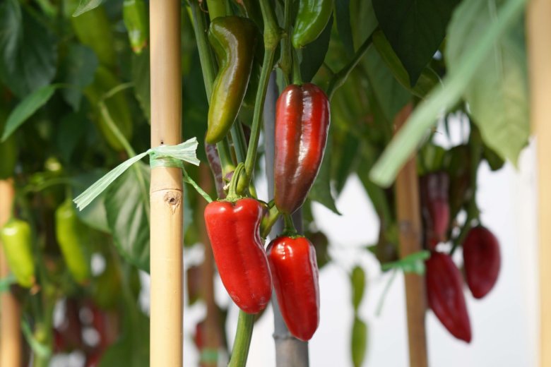 ส่องนวัตกรรมและเทคโนโลยีเพื่อการเกษตร ในงานเจียไต๋แฟร์ 2025