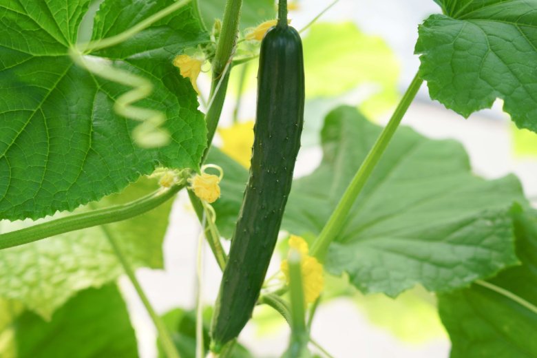 ส่องนวัตกรรมและเทคโนโลยีเพื่อการเกษตร ในงานเจียไต๋แฟร์ 2025