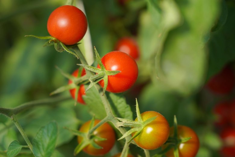 ส่องนวัตกรรมและเทคโนโลยีเพื่อการเกษตร ในงานเจียไต๋แฟร์ 2025