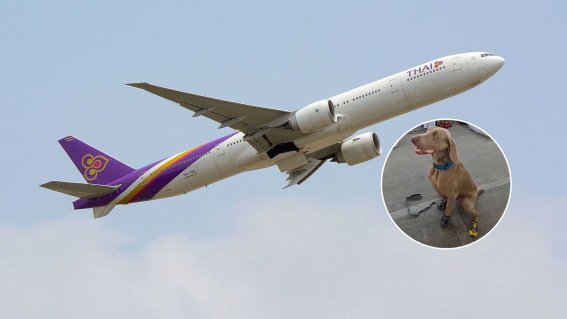 การบินไทยเสริมแกร่งทีมสุนัข K9 ค้นหาผู้สูญหายจากแผ่นดินไหว ขนรองเท้าออกแบบพิเศษข้ามทวีปมาจากเดนมาร์ก