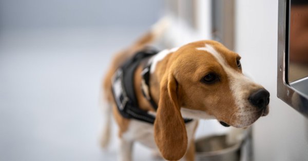 สุดจะเลิศ ! สตาร์ตอัปใช้ “สุนัข+AI” ดมกลิ่นลมหายใจ ตรวจมะเร็ง 4 ชนิด แม่นยำ 94%