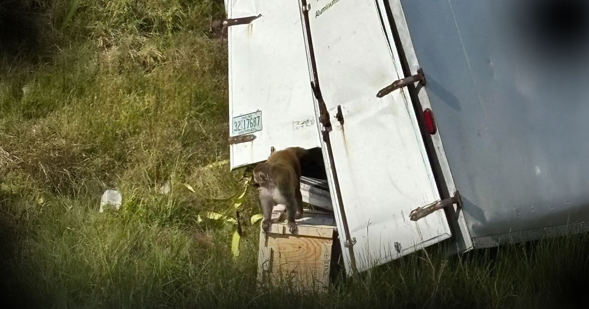 ลิงทดลองหลุด ! ที่มิสซิสซิปปี สหรัฐฯ ทำชาวบ้านหวาดกลัว ล่าสุดเจ้าหน้าที่เร่งไล่ล่าลิงหลบหนีตัวสุดท้าย