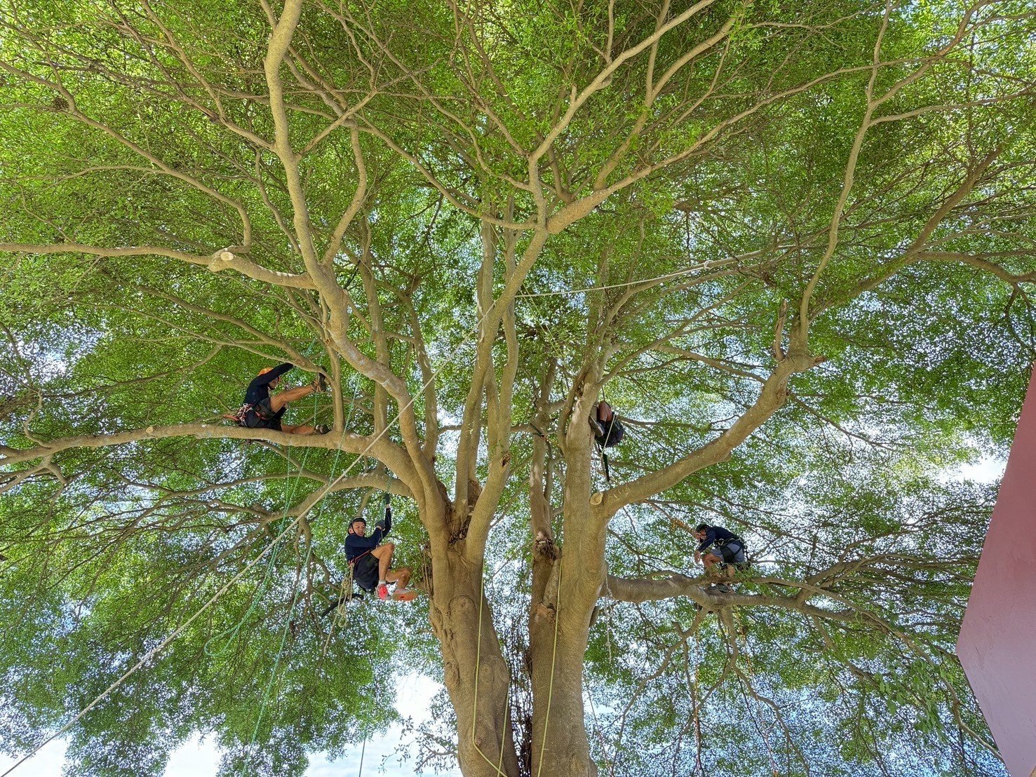 ร่วมสร้างโอกาสให้ผู้ก้าวพลาด ในงานระดมทุน “โครงการรุกขกร Restart New Day New Tree”